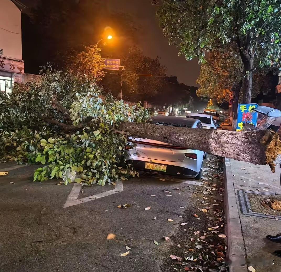 成都老乡，关好门窗，大风将至，免得内衣内裤满天飞…突如其来的狂怒风暴，大树在