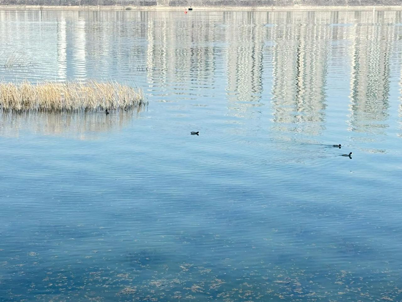任窗外雨声淅沥，心中却是一片安宁天地，细品岁月静好，万事皆成风景。🎋难得空闲一