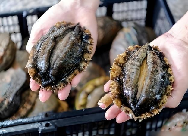 曾经的“高端食材”卖“白菜价”，鲍鱼价格为何如此“亲民”了？现在菜市场里，鲍