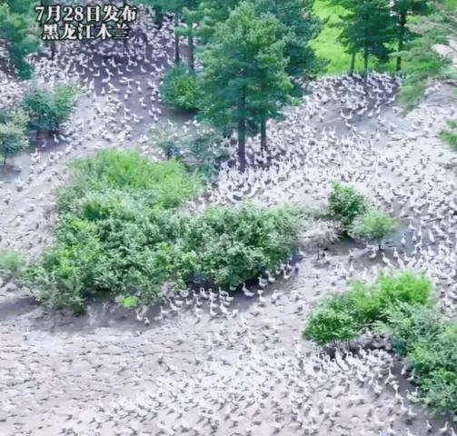 7月28日新闻夜航报道，黑龙江一名男子觉得打工赚钱速度太慢，于是承包了一片林地，