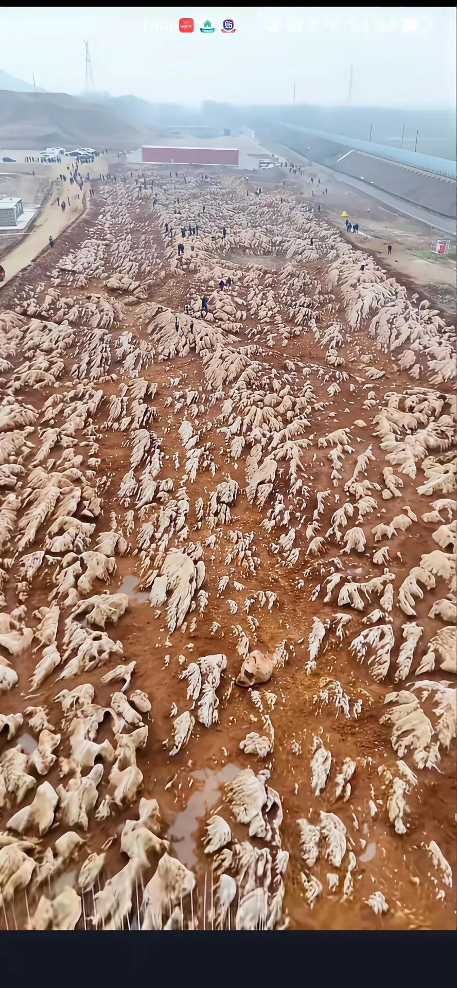 宁阳高铁站施工时竟发现了五亿年前的海底石床林，上面还有棋盘图形，简直是奇迹！可当