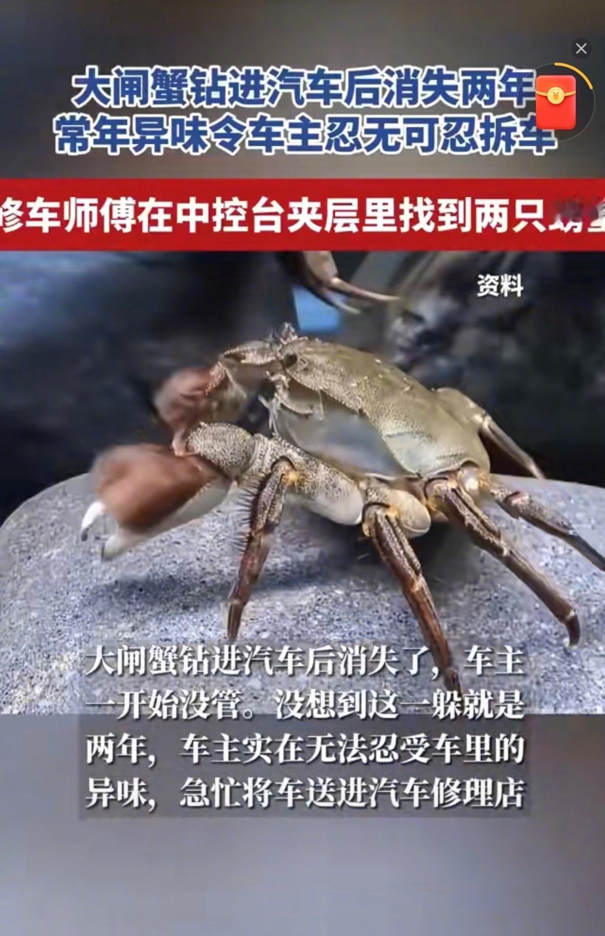 关于大闸蟹在车内存活两年的新闻,听起来确实像一则都市奇谈。大闸蟹用鳃呼吸,其鳃片