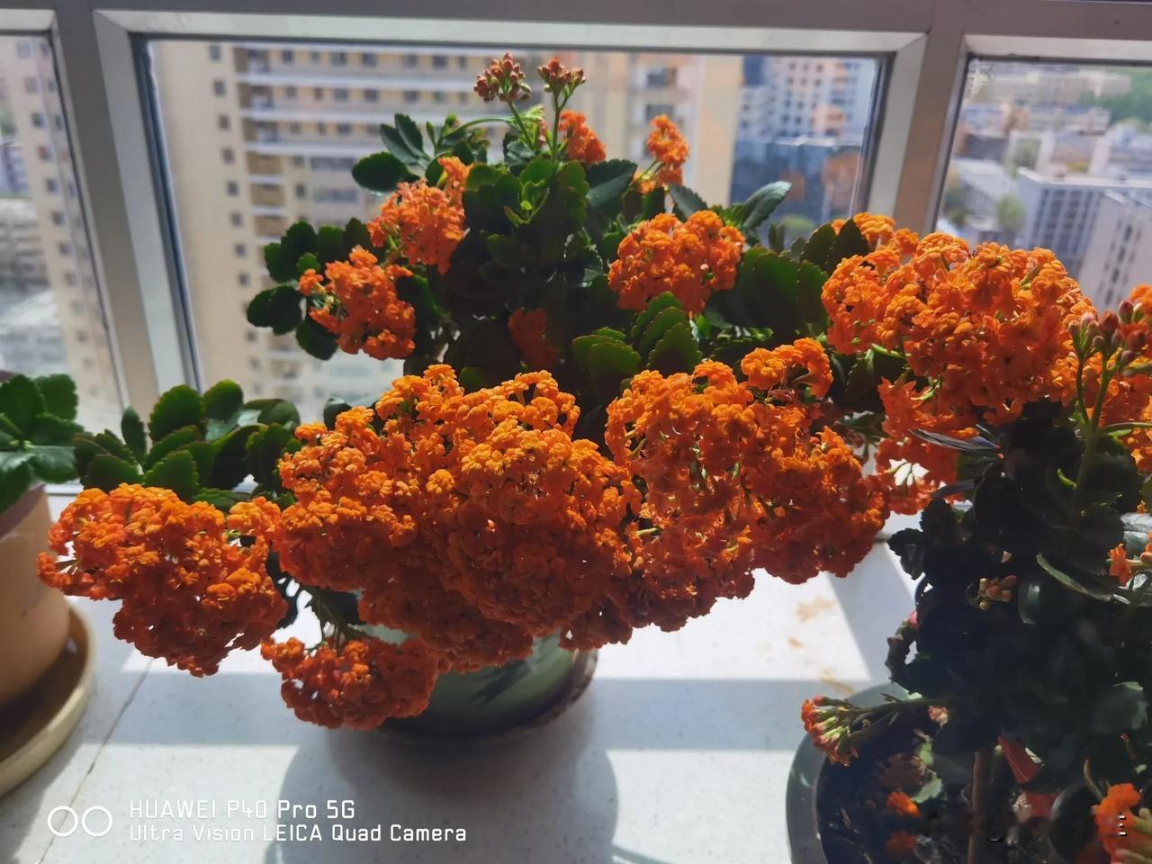 出门在外前，正直元月份，长寿花正处在冬眠期。就把花枝修剪一下，再上了些氮肥。然后