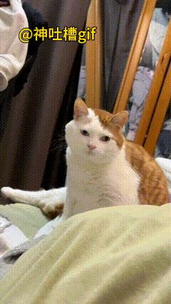 憨憨猫：眼前的这只猫咪，长的非常的憨厚，丝毫看不出来凶的样子，越看越喜欢，你家有