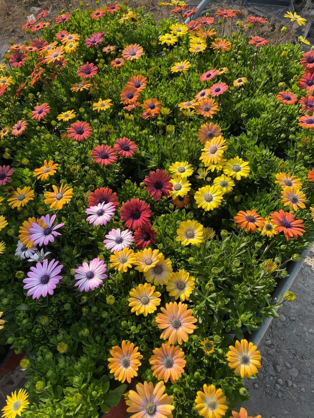 因为我生是个女儿，公婆知道后，就没露过面，一样做到不闻不问，两年后二胎儿子出生，