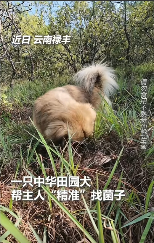 “这狗是真的灵！”云南。一女子为了多捡点菌子卖钱，灵机一动把家里的田园犬带上山，