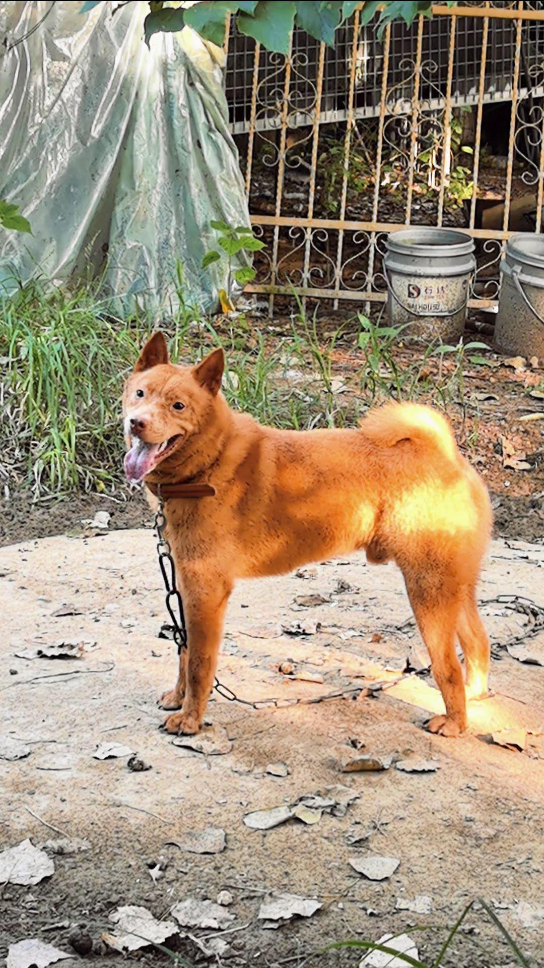 毛孩子 家有宠物 田园犬 狗狗 喜欢中华田园犬请关注