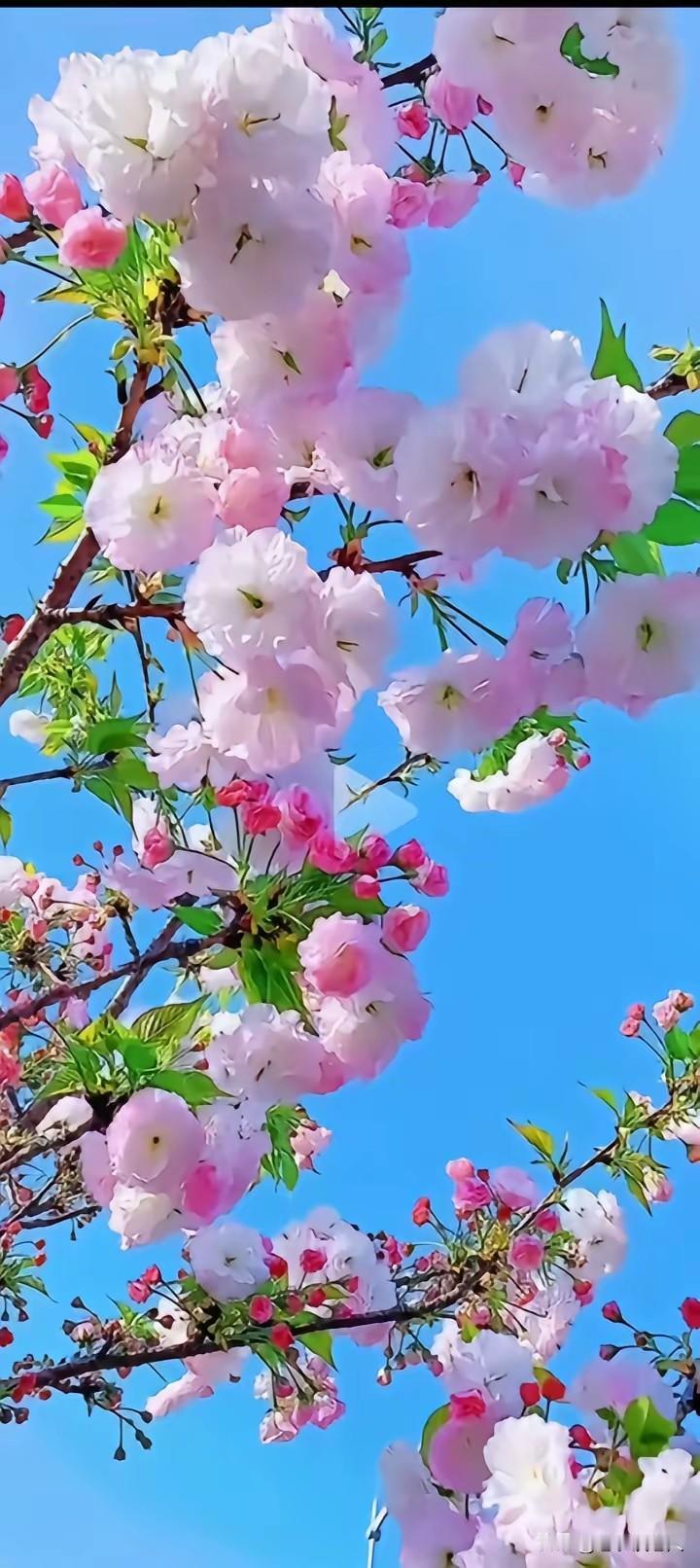 俗话说：“73、84，阎王不叫自己去。”这句古话，在老人之间，在社会上流传很广