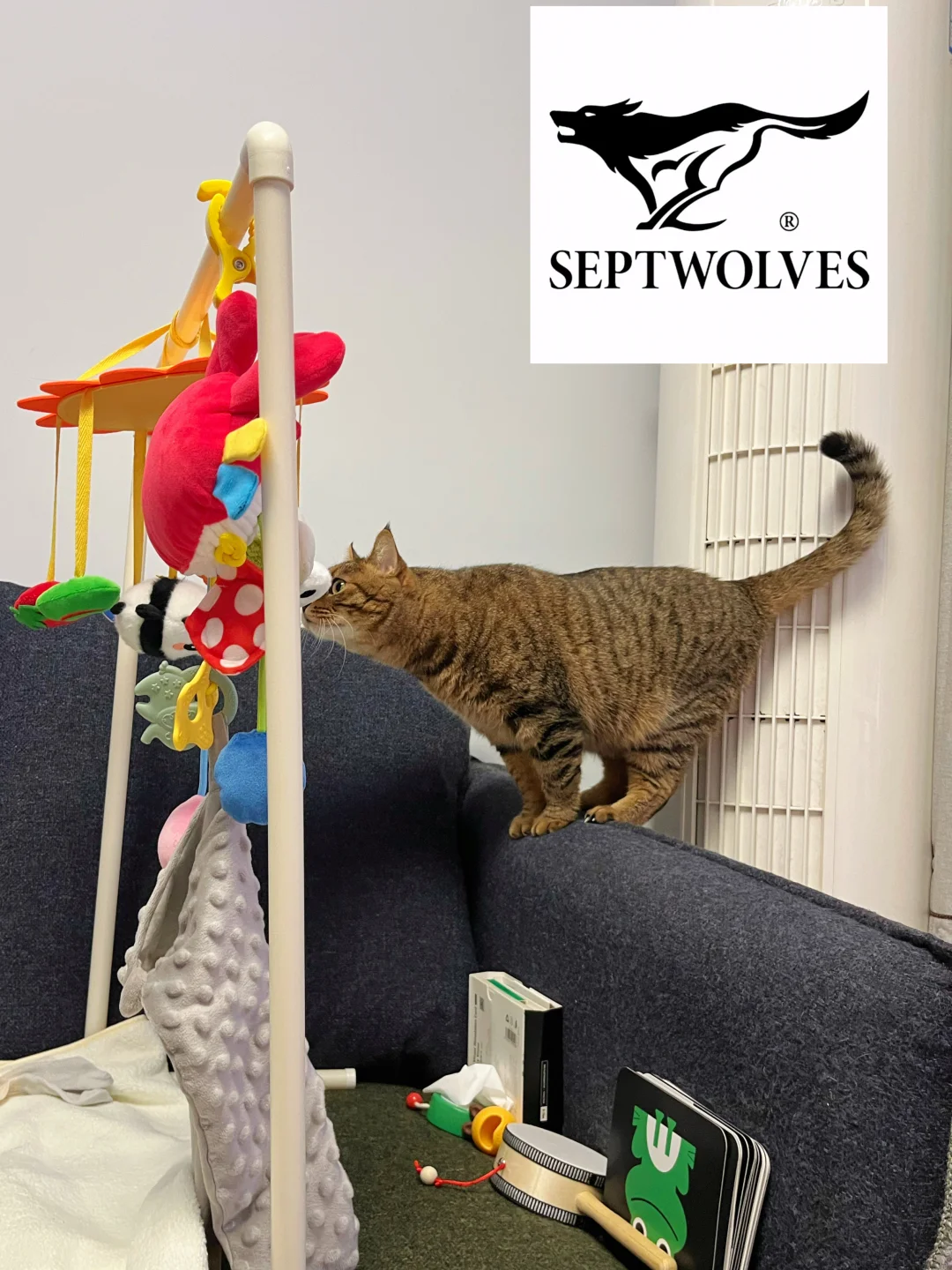 七匹狼野生代言猫