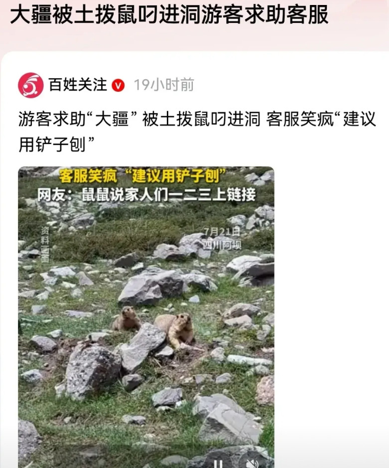 土拨鼠把大疆拖进洞了，客服建议去刨土拨鼠家！这个去川西旅游的游客求助，太搞笑了，