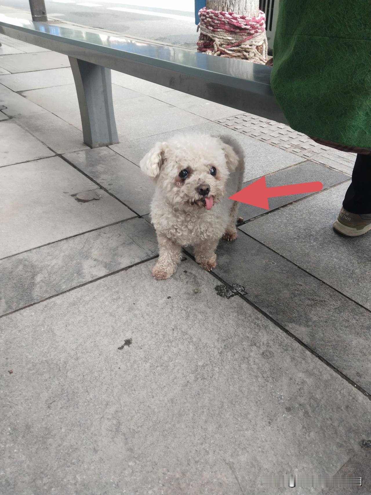 太可怜了，路上遇到一只流浪狗，舌头歪在嘴巴外面收不回去，躲在公交站台座椅下