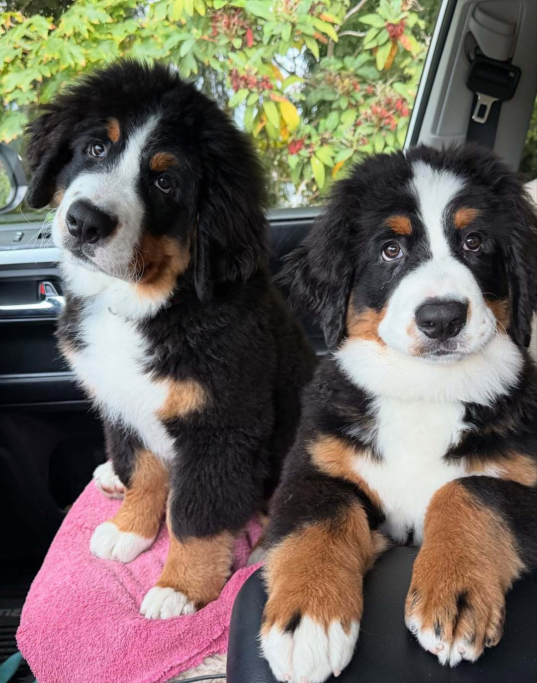 妈妈，鞋子体育课上又撑破了，要买新的了