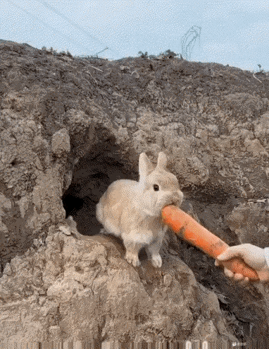 光顾着啃胡萝卜，结果孩子都被人抱跑了……我这当妈的，心真大。[捂脸哭][我