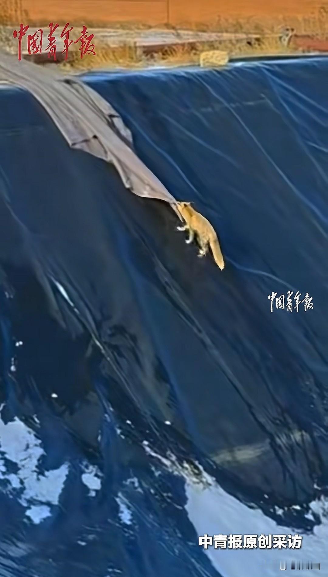 太聪明了。近日内蒙古乌兰察布市，一只野生狐狸外出觅食的时候，不慎掉入一个十米深的