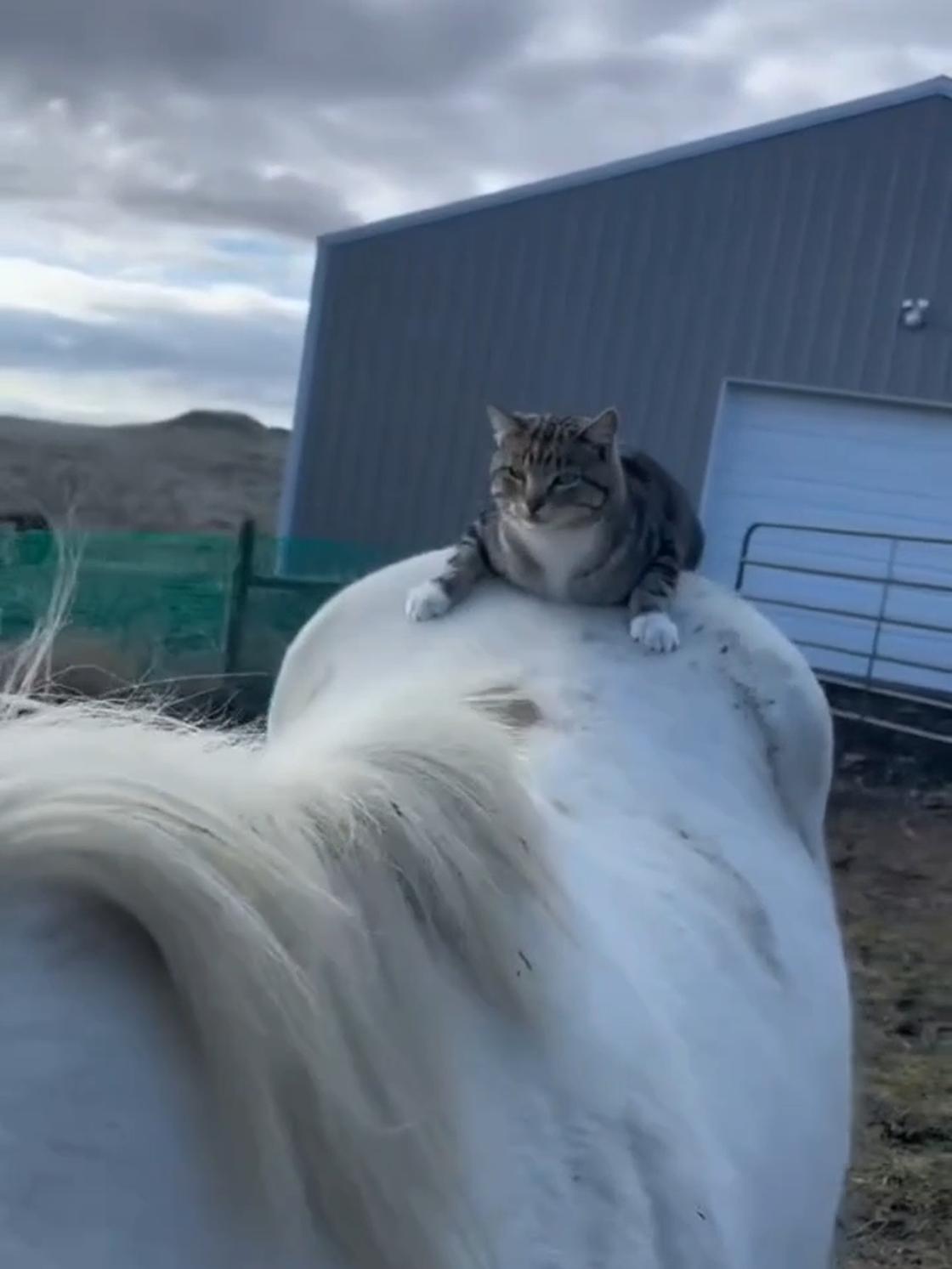 猫咪想要骑马，马儿知道后主动带它去兜风。 猫咪想要骑马，马儿知道后主动...