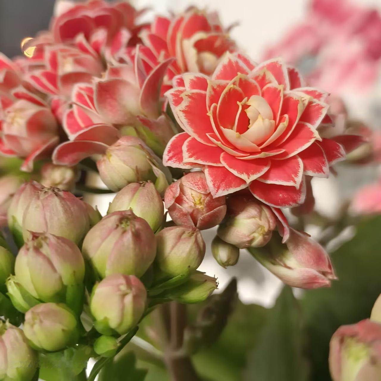 看看大韩养的长寿花怎么样？长寿花盆栽长寿花冬季长寿花长寿花盆栽