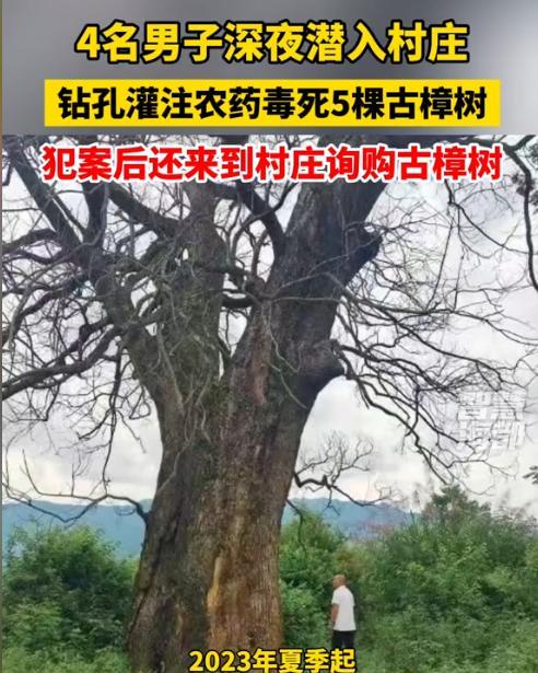 “纯属巧合？”江西赣州，一棵三四百年的古樟树突然枯死，巧合的是，同一时间，多个村