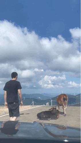 牛：不好言好语，还踢我两脚，不跟你墨迹了，晚安玛卡巴卡[捂脸哭]