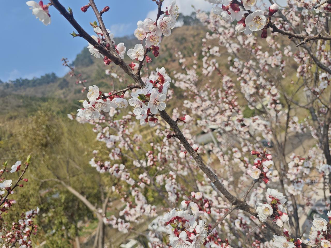 马踏春风来，踏青赴春约。风轻日暖，草木初醒，漫山遍野都在悄悄发芽开花。溪水叮咚