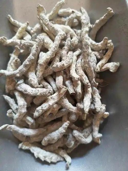 🔴僵蚕是蚕蛾科昆虫家蚕4~5龄的幼虫感染白僵菌致死的干燥体，是临床常用的虫类类