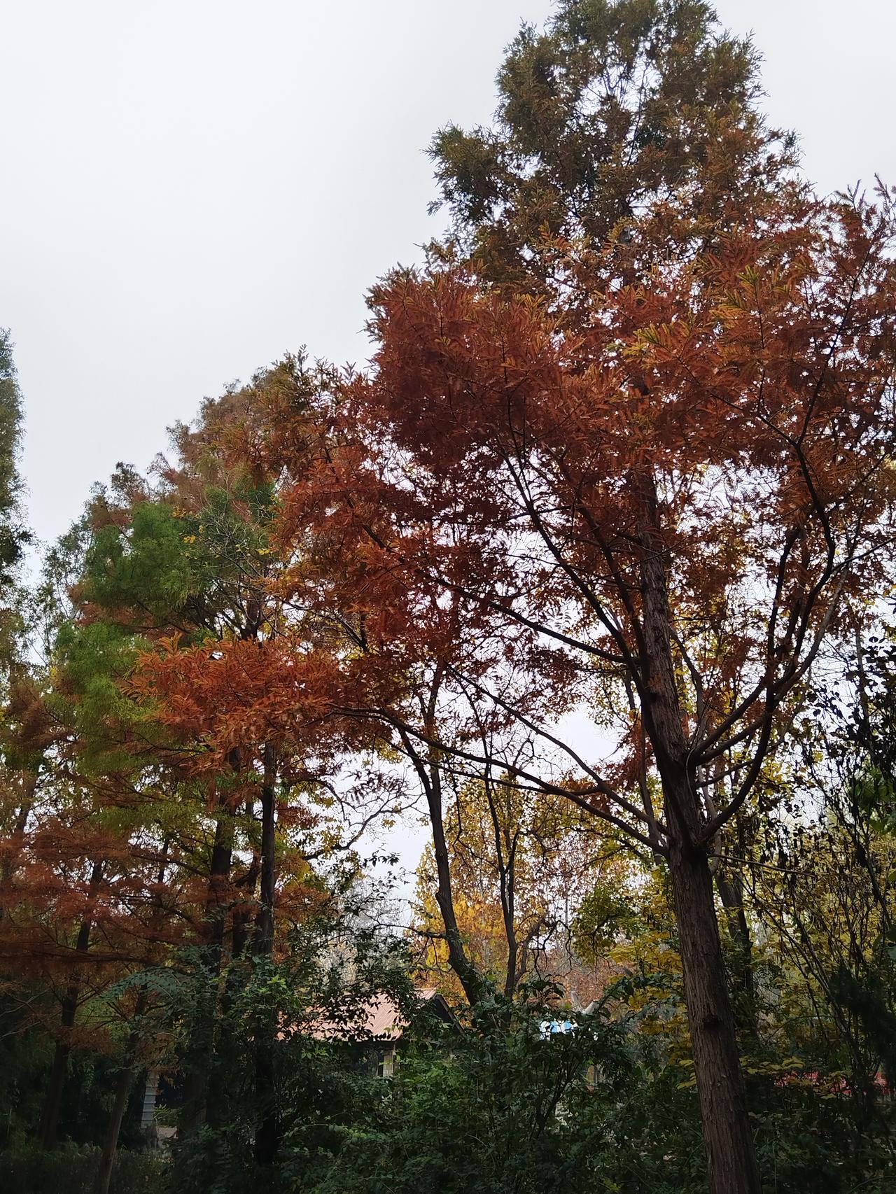 这几天的树叶每天都一个变化落的速度快了颜色变的也很快一年的生机勃勃结束了