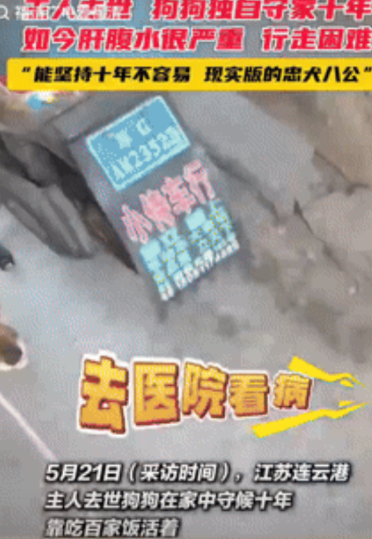 万物有灵！江苏，男子一辈子无儿无女，和大黄狗相依为命，10年前男子去世后，大黄就