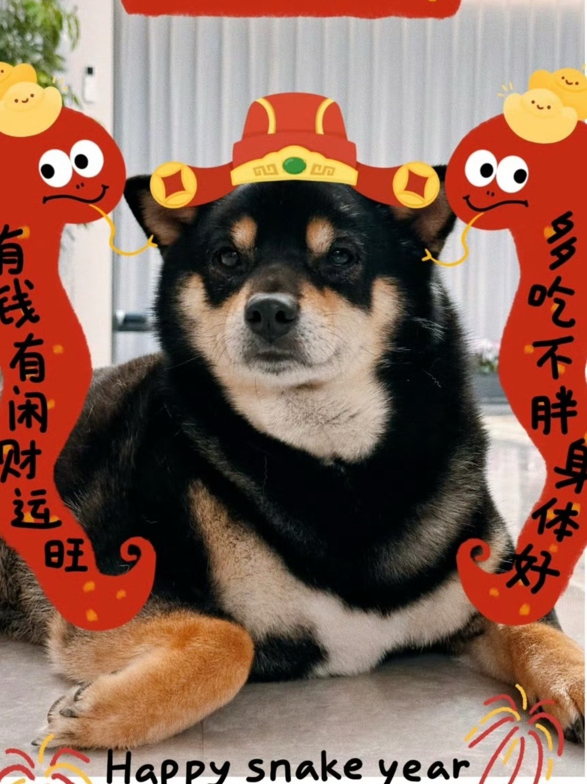 有人能单看体型判断出这只小狗这些照片的拍摄时间先后吗，完全是拍摄角度的祸吧