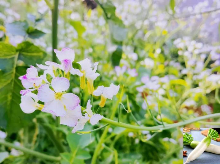 你认为年味越来越淡的原因是什么年味越来越淡的原因主要就是生活节奏加快，生活压力变