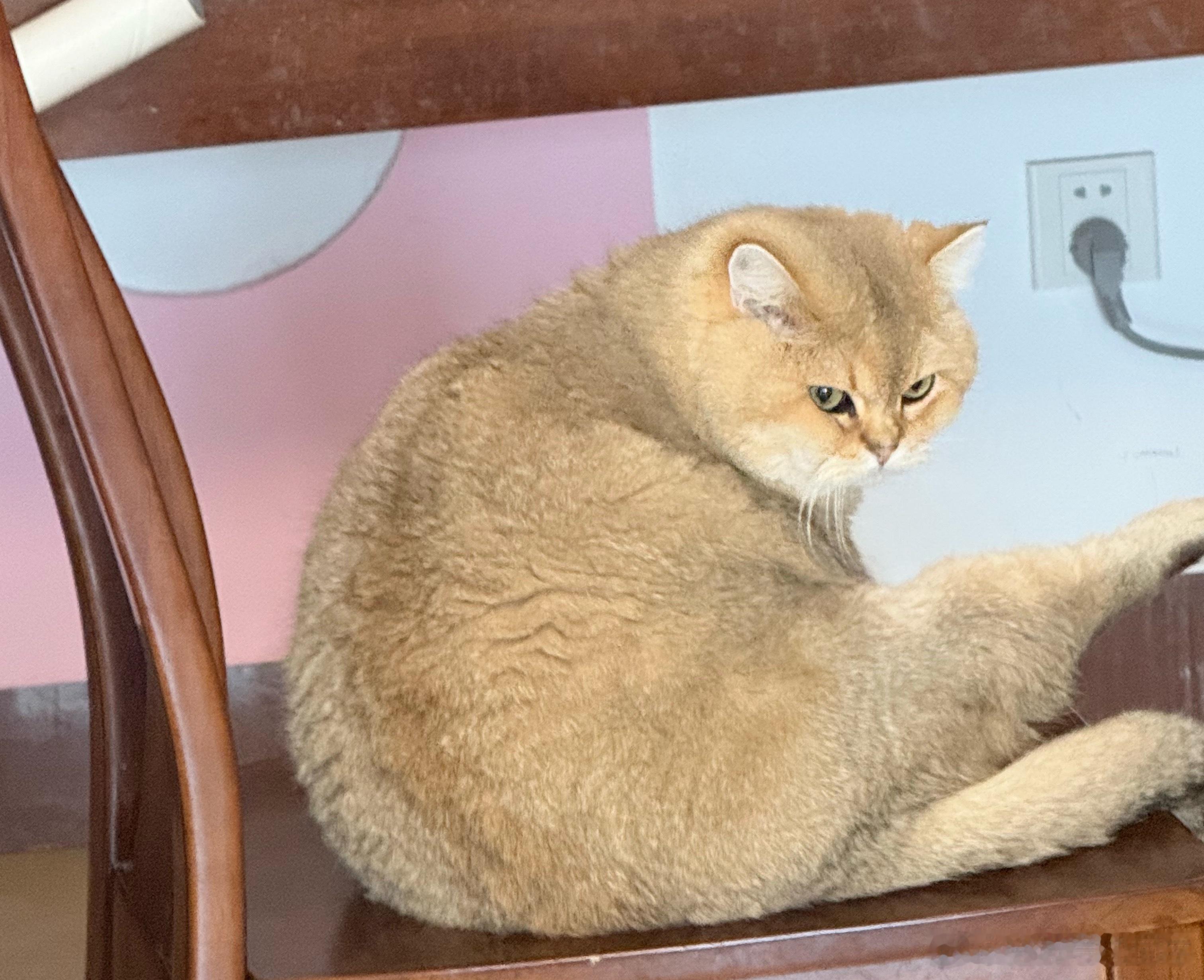 偷拍！萌宠猫咪猫咪​​​