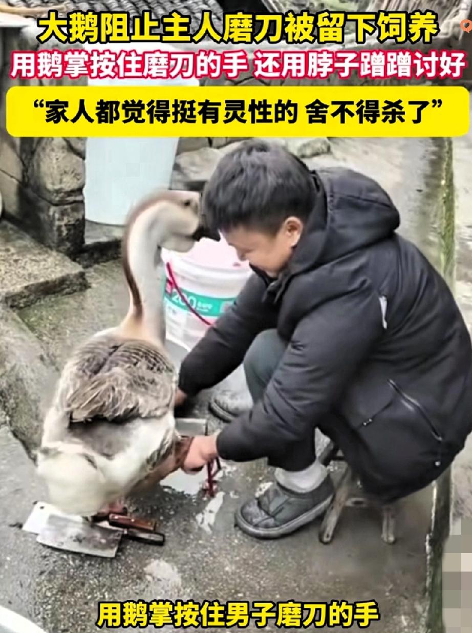 除夕这只大鹅，凭一己之力“救”了自己和公鸡贵州这位大哥除夕磨刀杀鹅，本是准
