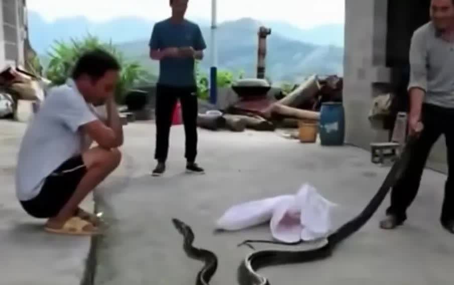 一男子看别人玩大蛇，忽然蛇游向男子，以闪电速度咬到男子小腿。本是吃瓜群众没想到自