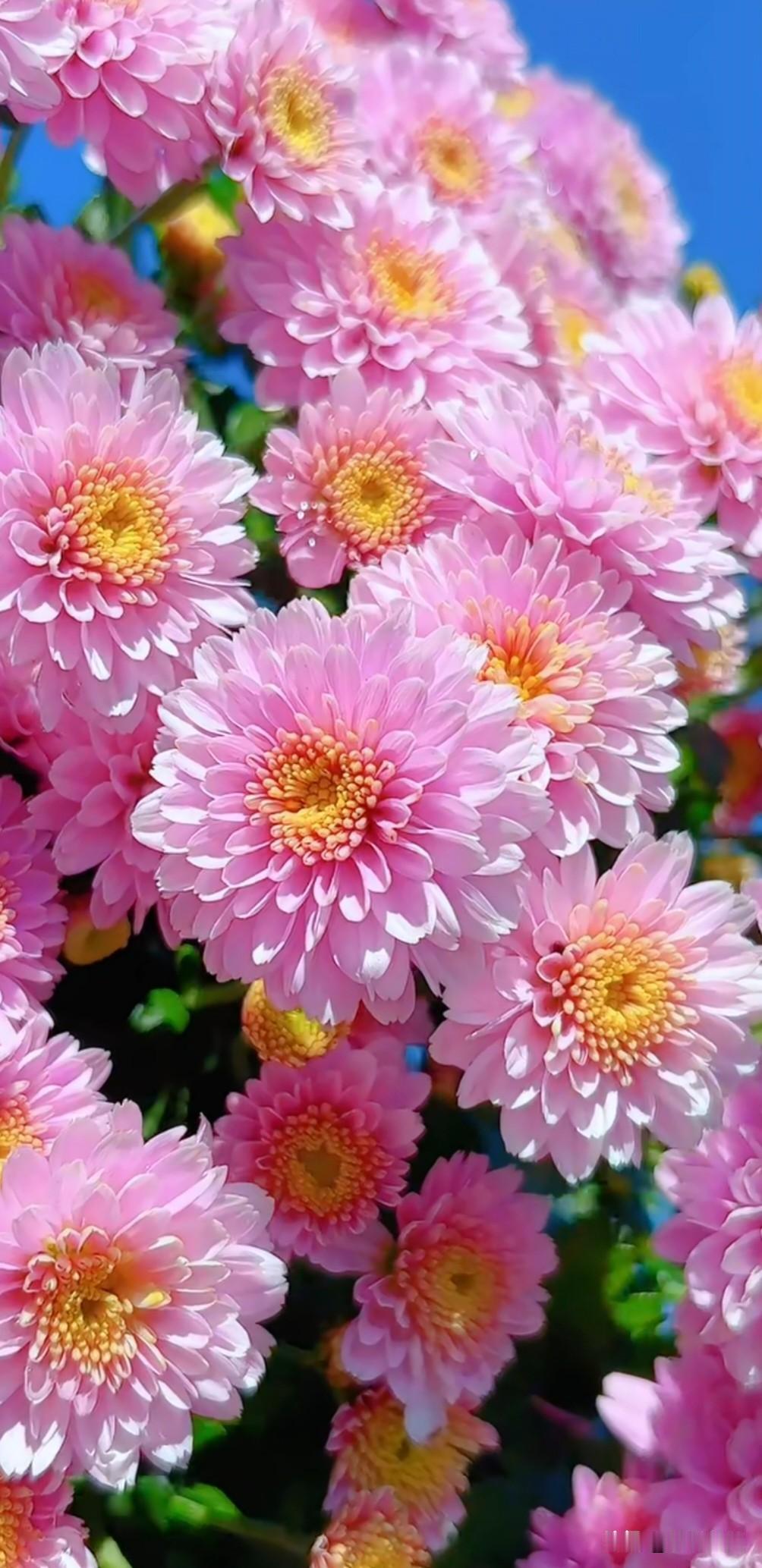 秋草含情，秋花带露，不与春争艳，不与夏比盛，只在清浅的时光里，绽放独有的静美。