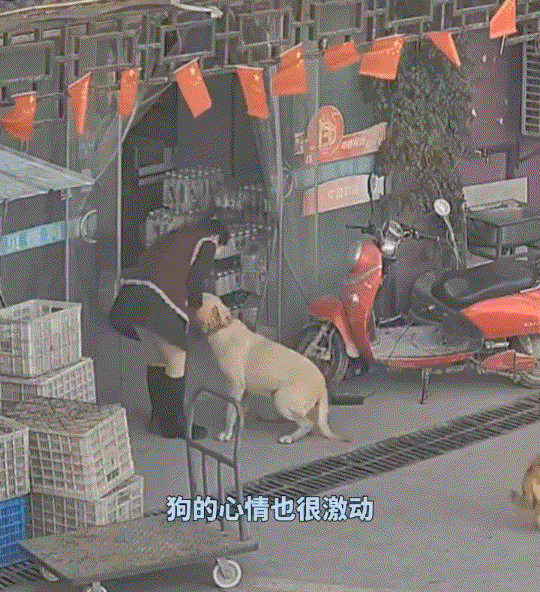 万万没有想到，江苏泰州，一女子家离家三年多的狗子，这天竟自己找回了女子家里。视频