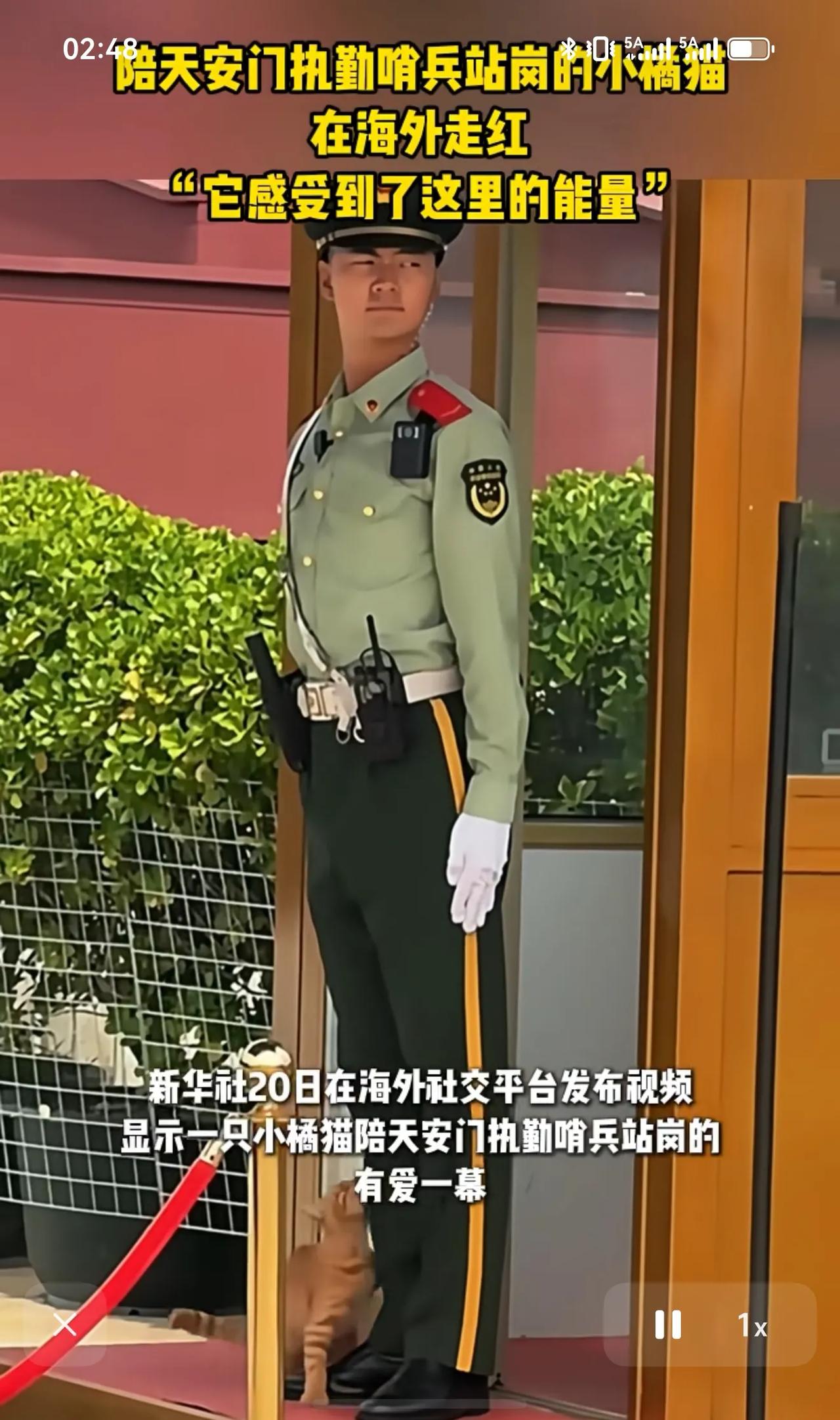 天安门广场上陪士兵执勤的小橘猫，不仅在国内火，在国外也开始火起来了，很多人在转发