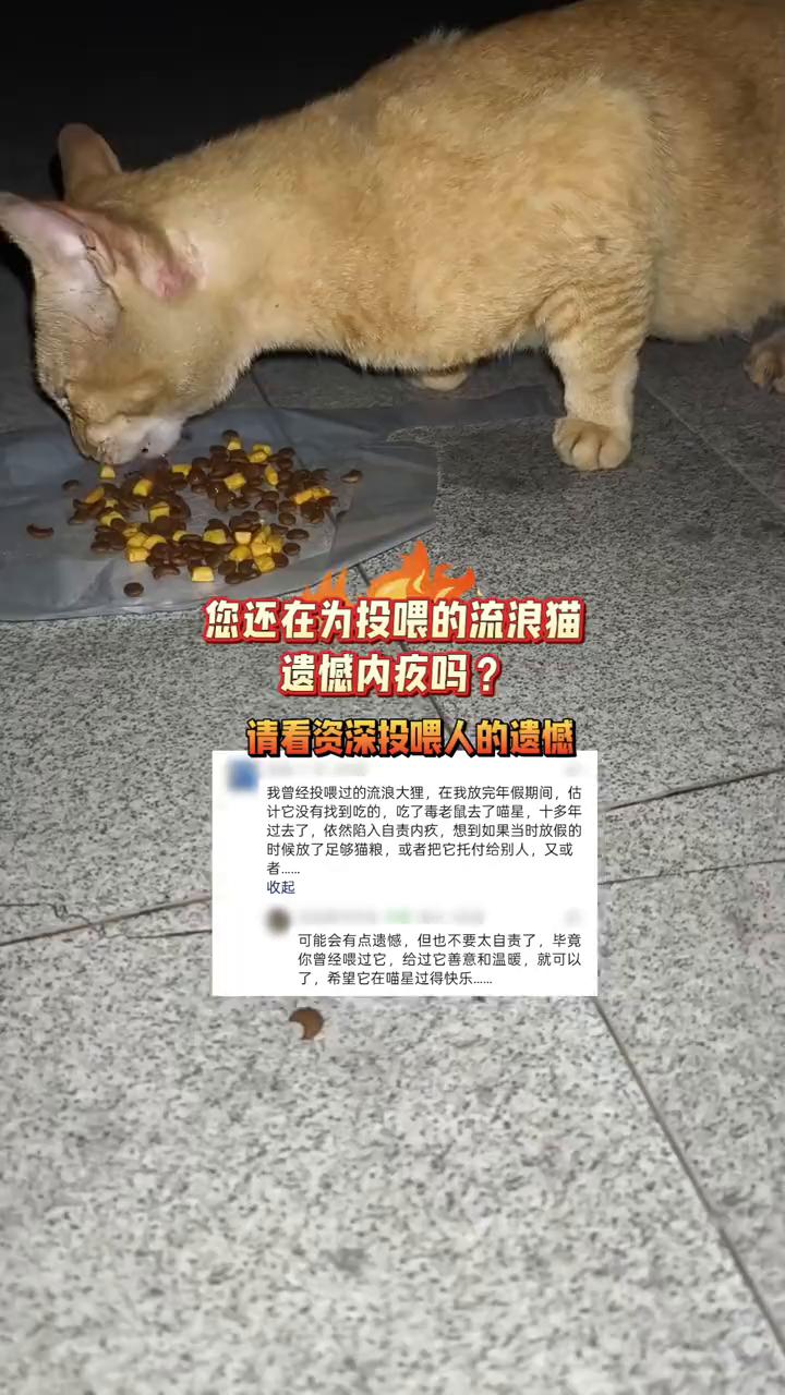 您还在为投喂的流浪猫遗憾内疚吗？请看资深投喂人的遗憾。时候放了足够猫粮，或者把