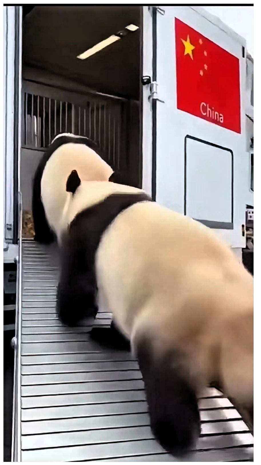 都说动物是有灵性的，这话真没毛病！不信你瞅瞅，旅日大熊猫晓晓和蕾蕾，已经开开心