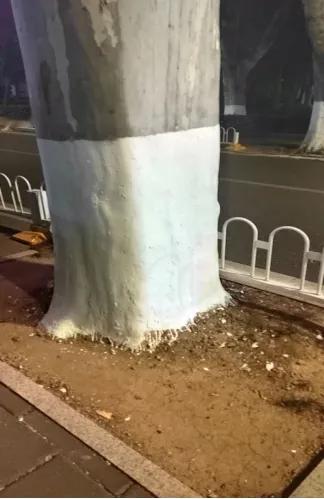 【为什么树木过冬要刷白漆？】明明黑漆才是吸热能力最强的，为什么要给树木刷白漆？从