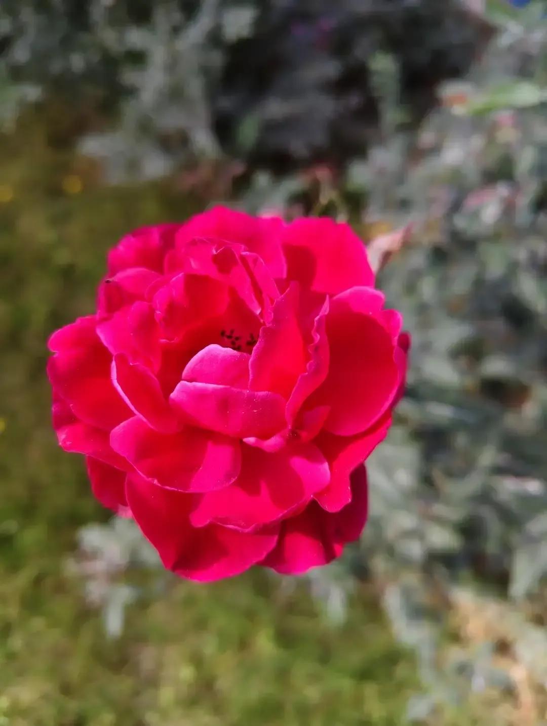 六十年代末姑姑相亲被侄女截胡，我听完直接笑出猪叫。四合院老头穿卡其布，桌上摆着