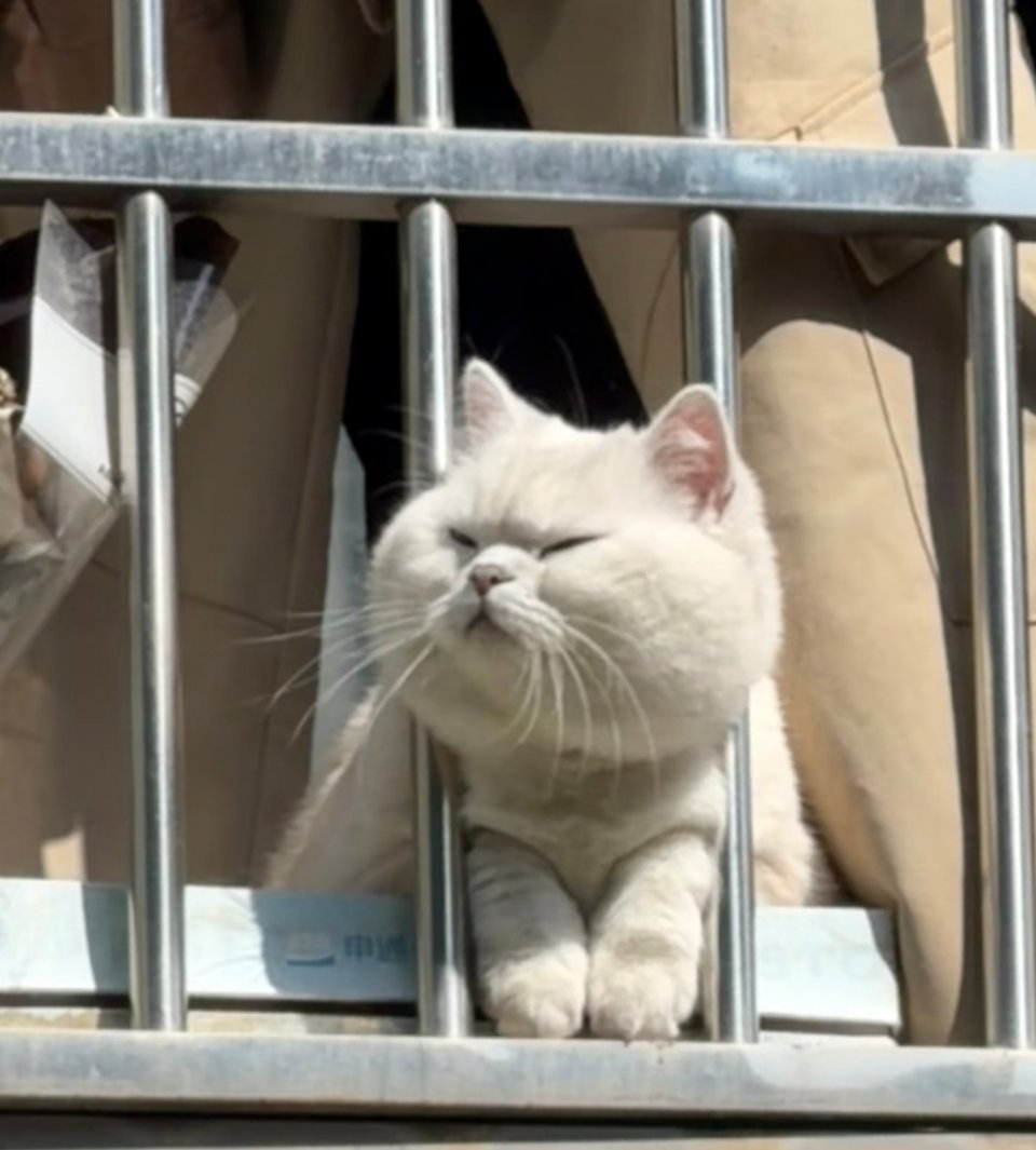 萌宠抬头一个大白馒头出来晒太阳了