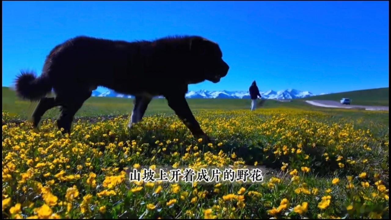 飞猪帮帮助力75岁外婆勇闯新疆新疆辽阔风光遇上银发旅行者。75岁外婆一路开怀，画