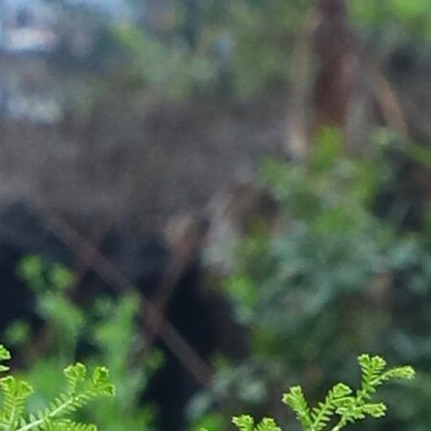 翠云草种植方法1.土壤：腐叶土+珍珠岩+少量椰糠，疏松透气，微酸性，盆底垫陶粒