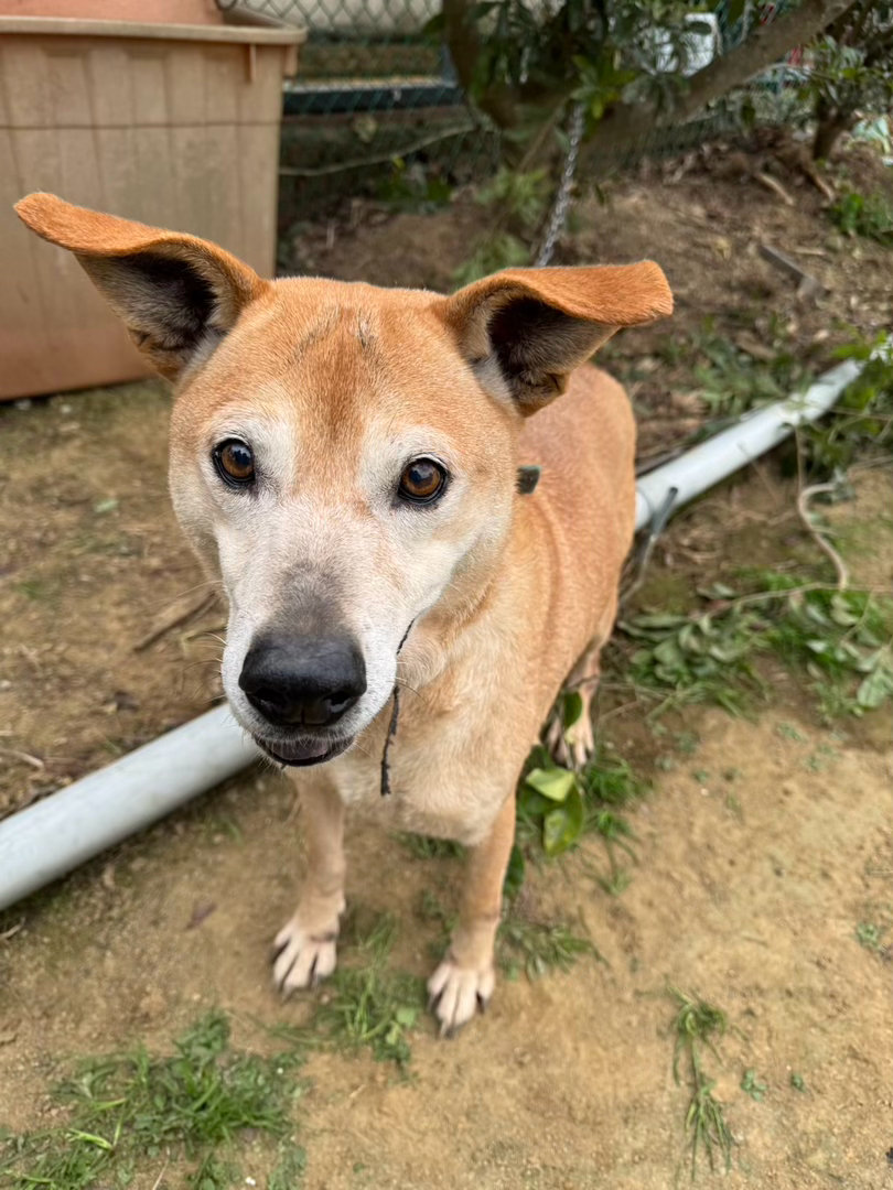 只要你一直往好的方面想，事情真的会如你想的那样发展。这是邻居家的狗狗之前很可怜