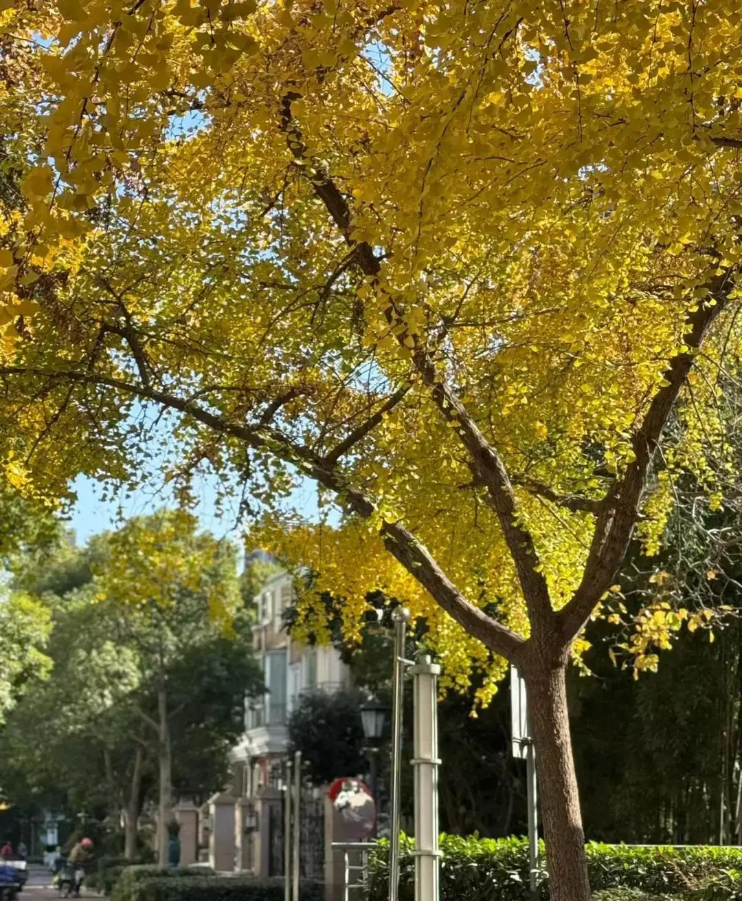 退休金8000元的女教师，暑假去杭州看儿子，寒假再去住两个月——这日子听着就让人