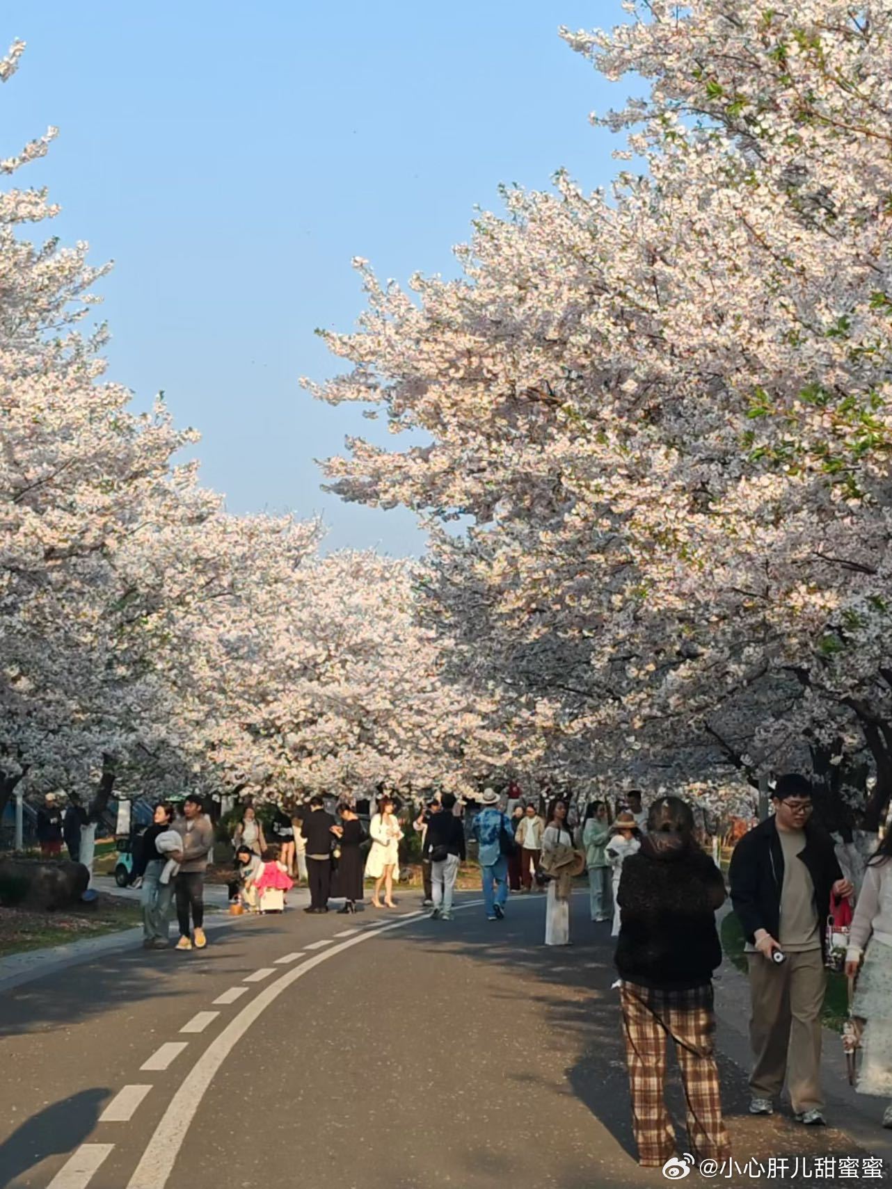 宁波植物园，真的美成了童话！🌸染井吉野樱接棒盛开，整个园区如云似雪，随手一拍都