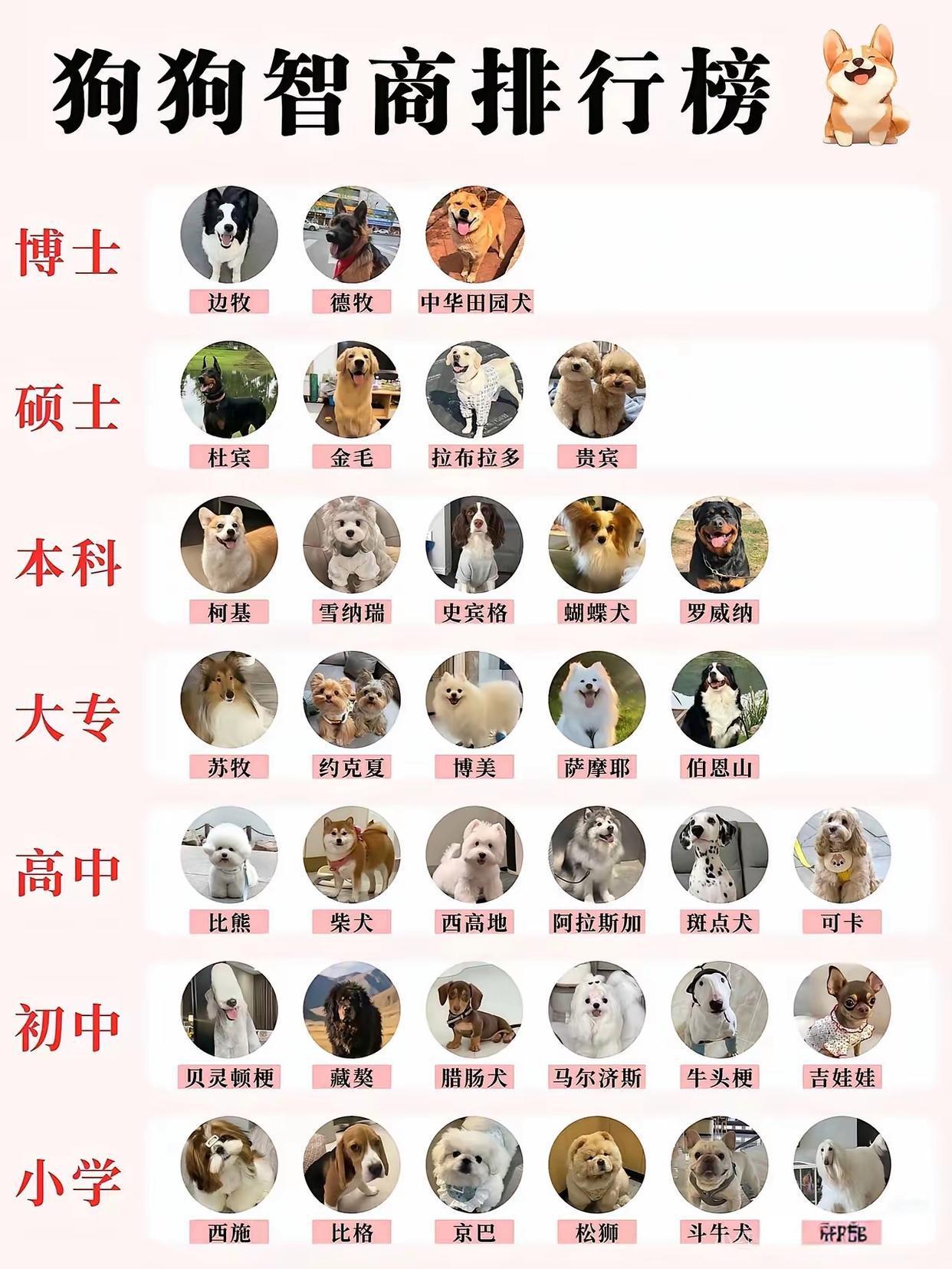 看看你家的狗狗是什么级别的？[大笑]