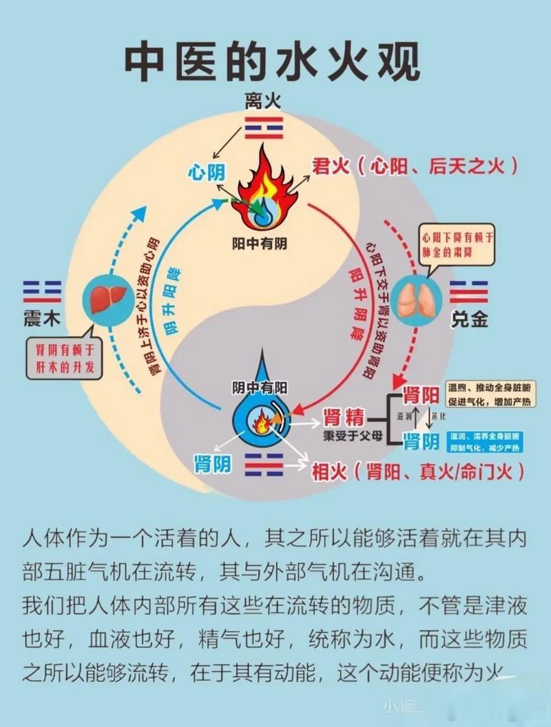 五脏圆运动，人身内在的圆动力核心立论：圆运动的本质，就是五脏气机升降形成的闭环循