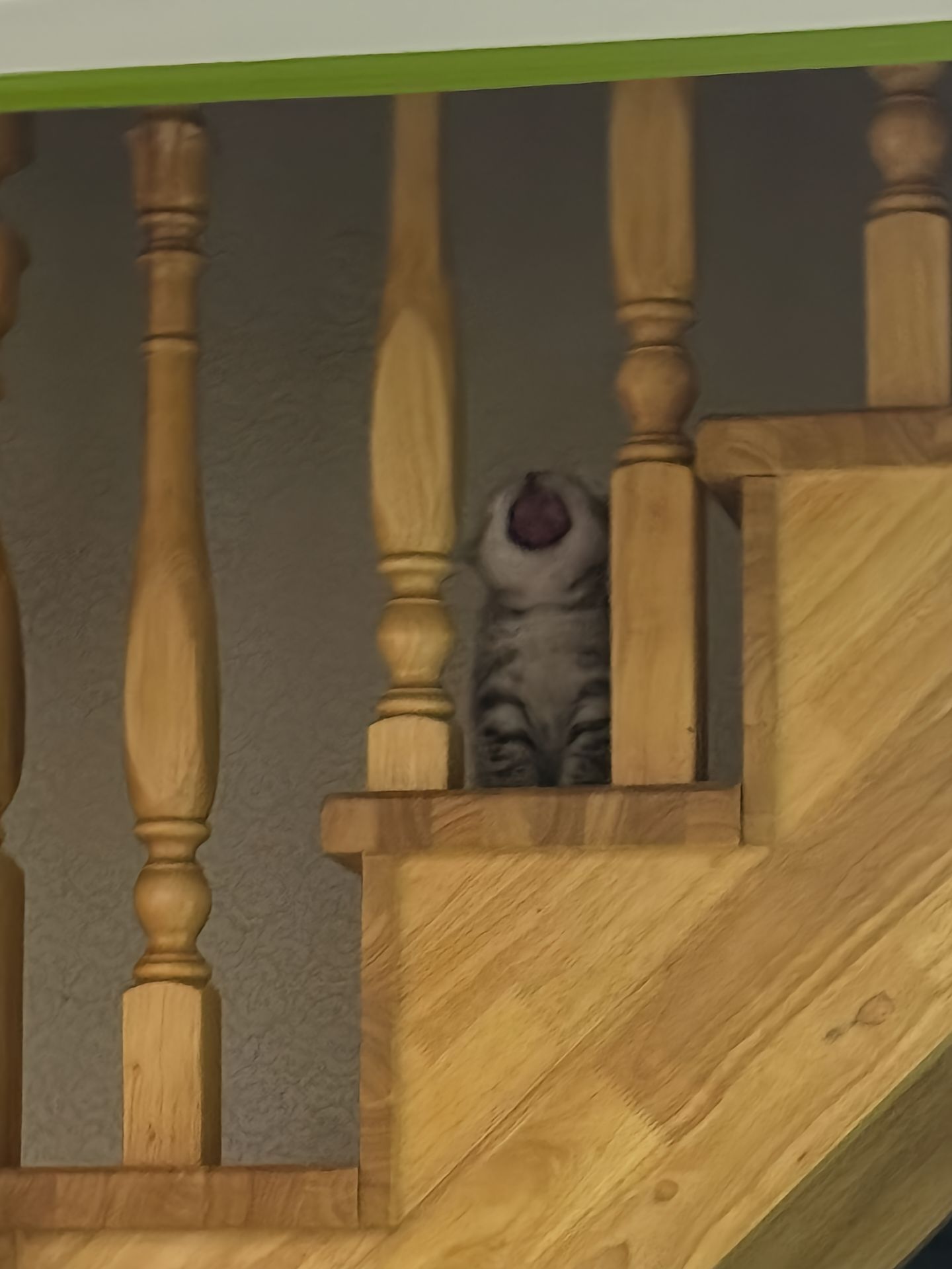小猫打哈欠​​​