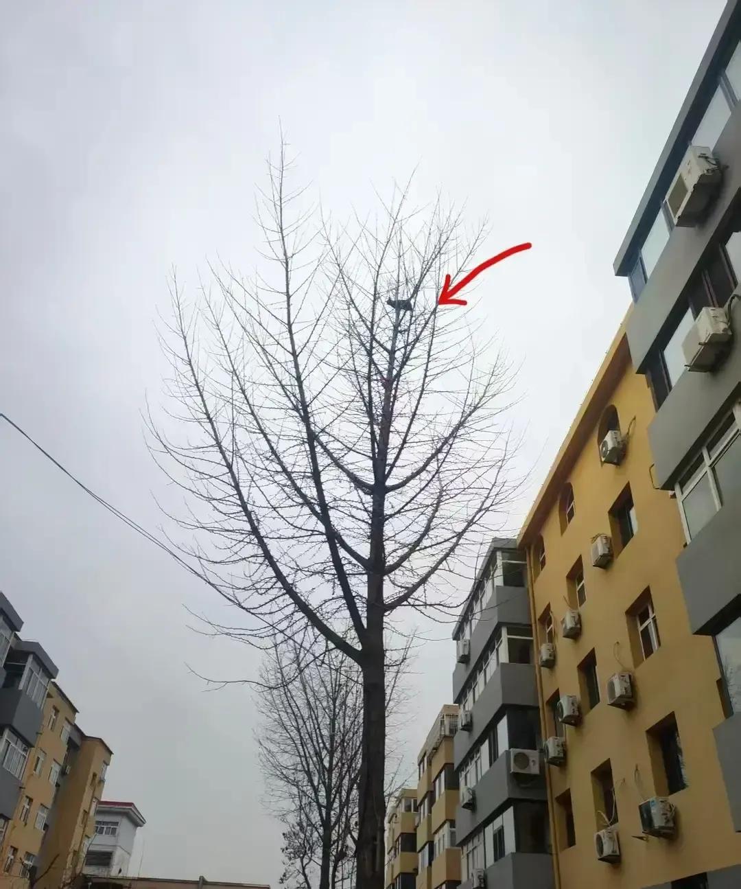 一号楼业主家那只叫旺仔的猫，两天之内把同一棵树爬了两次，次次卡在十米高的枝丫上装