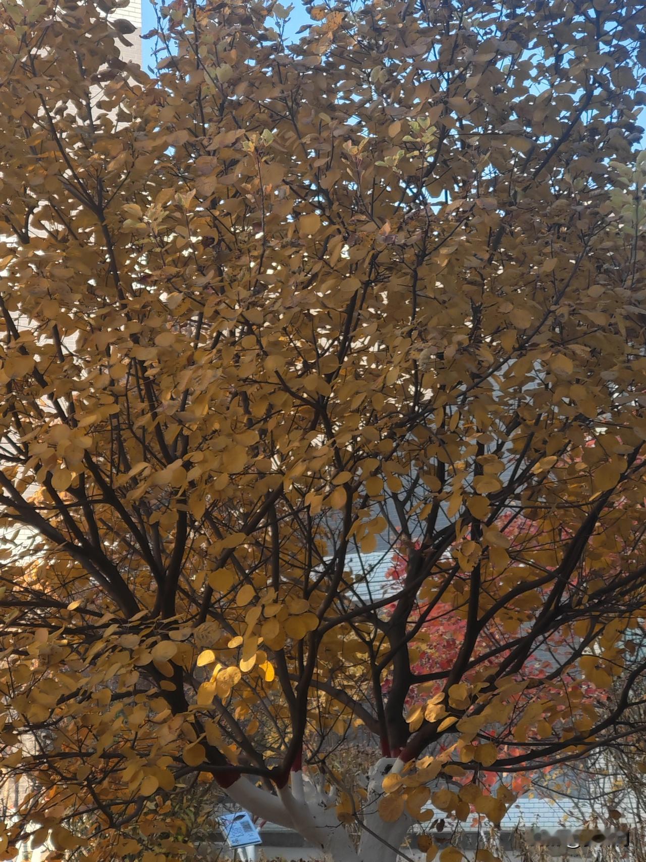 39岁的单身女人，还适合结婚吗？我认识一个39岁的女孩，长得一般，在私企做设