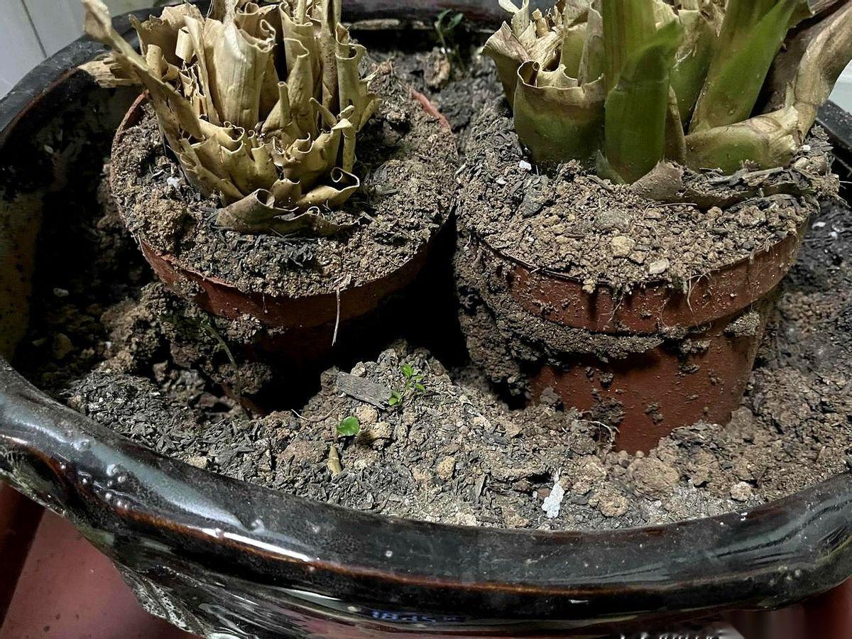 我以为我养死了一盆花。直到今天我把它从花盆里倒出来，才发现我错了。我养的，根